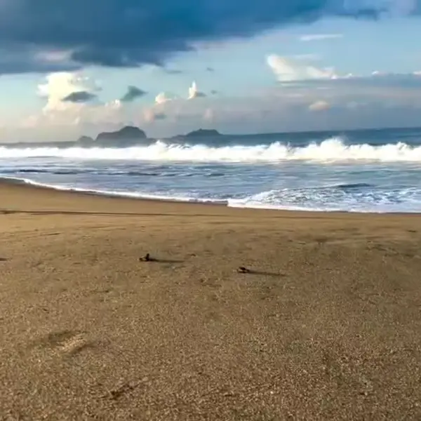 Sukamade Beach Instagram reel