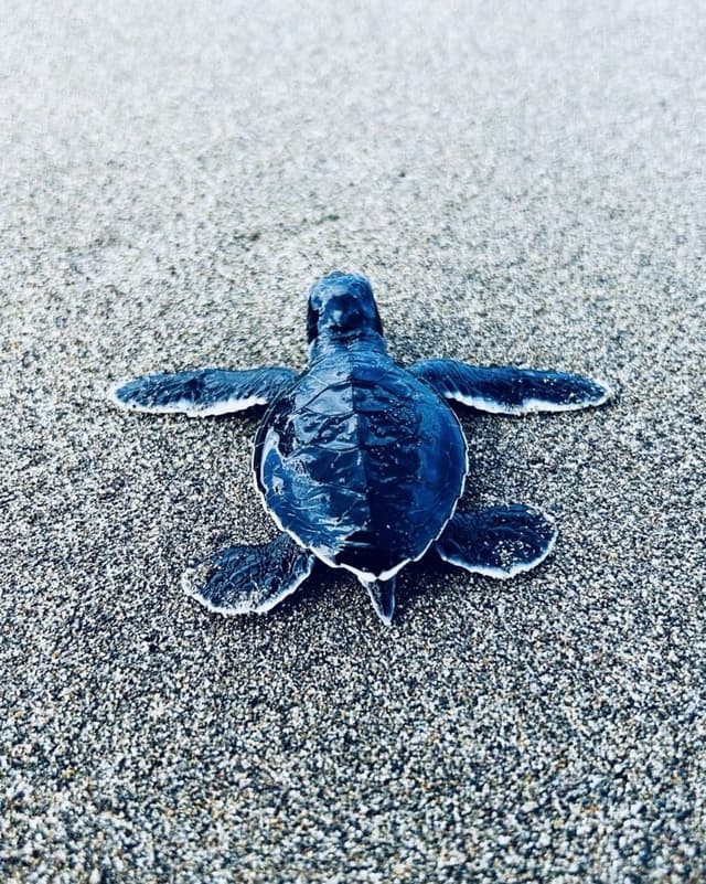 Hatchling release at Sukamade Beach