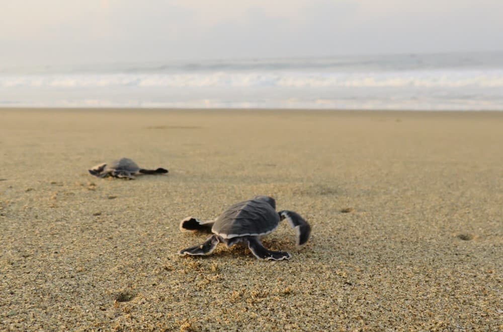 Baby turtle on the sand