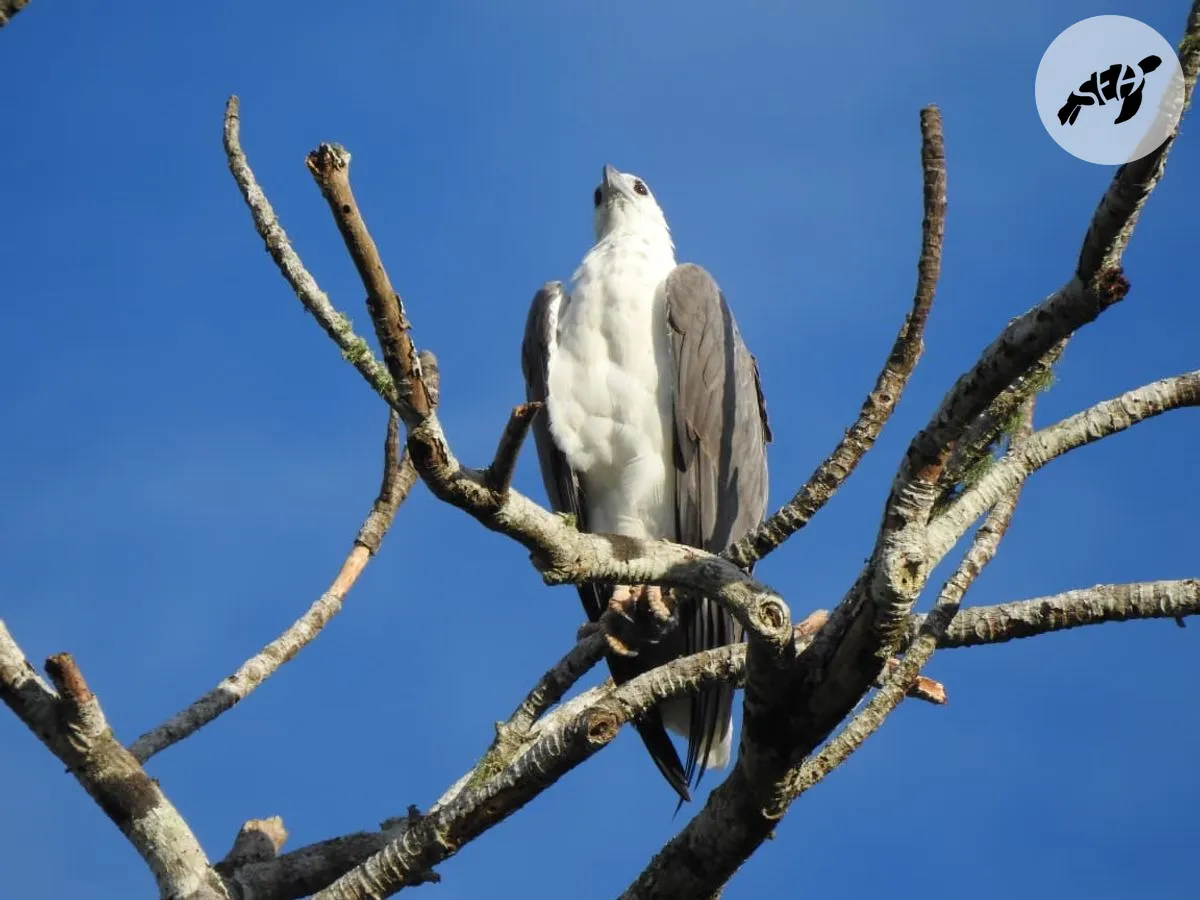 Bird Watching photo