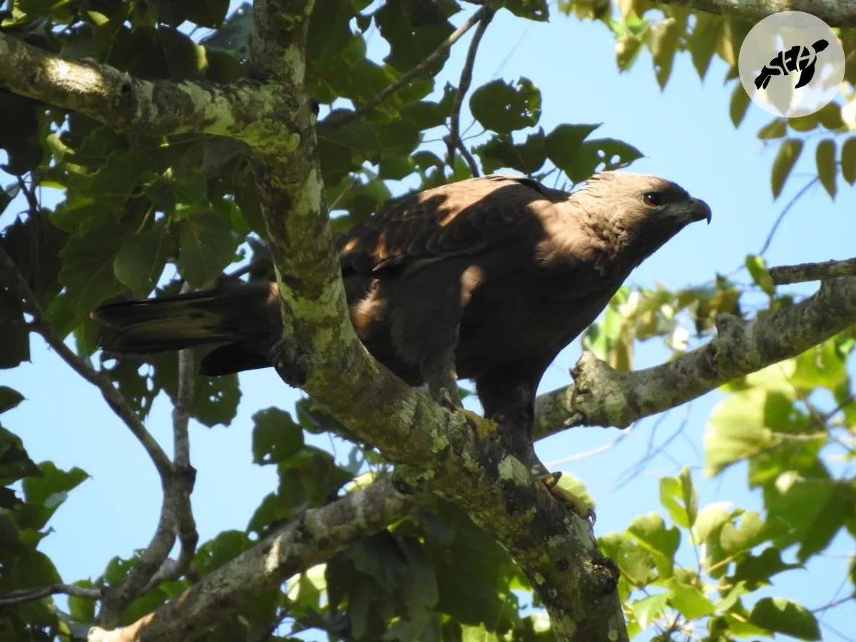 Bird Watching photo