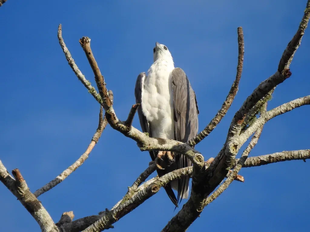 Bird Watching