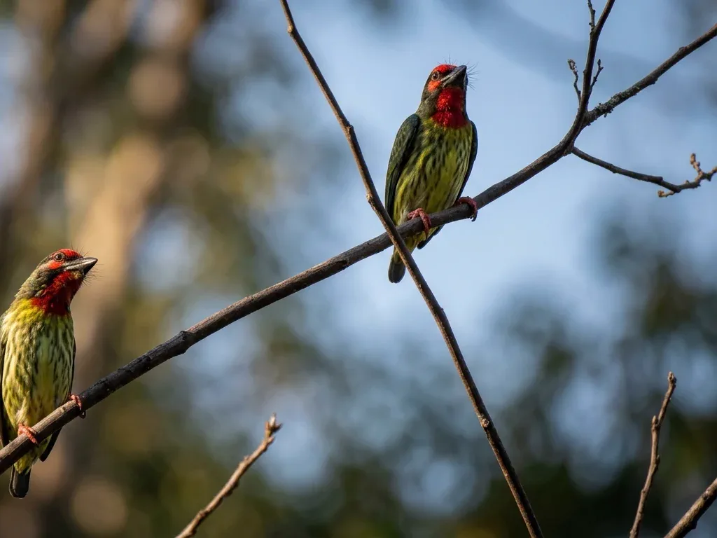 Bird Watching photo