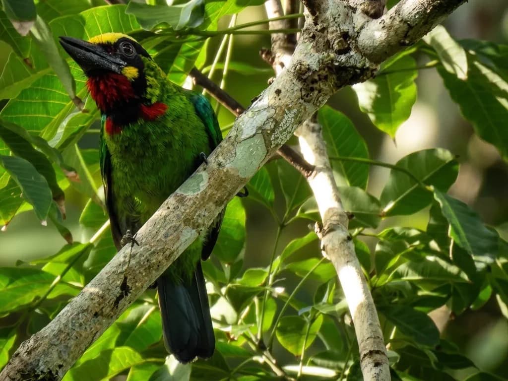 Bird Watching photo