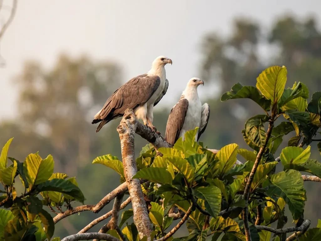 Bird Watching photo