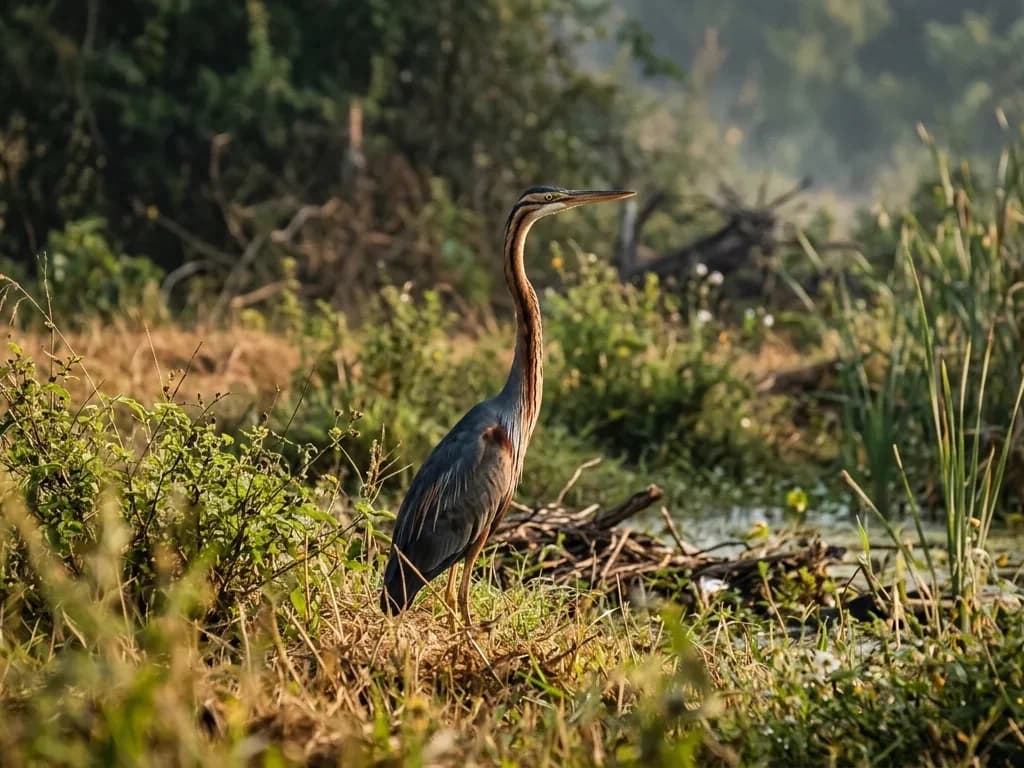 Bird Watching photo
