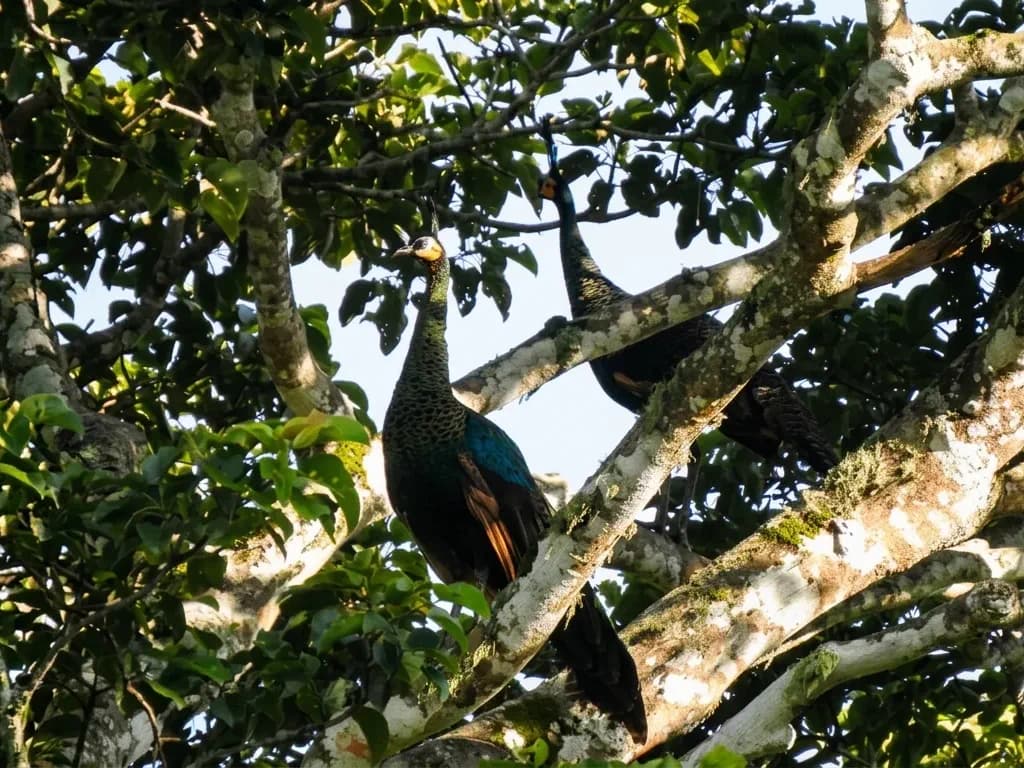 Bird Watching photo