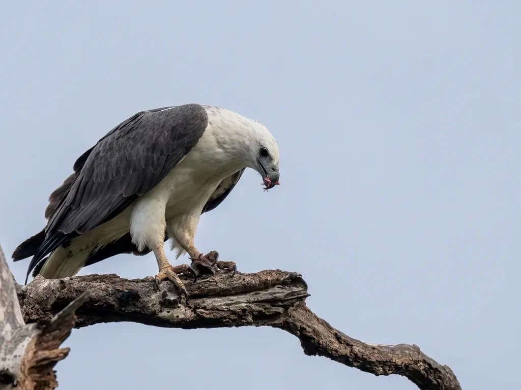 Bird Watching photo