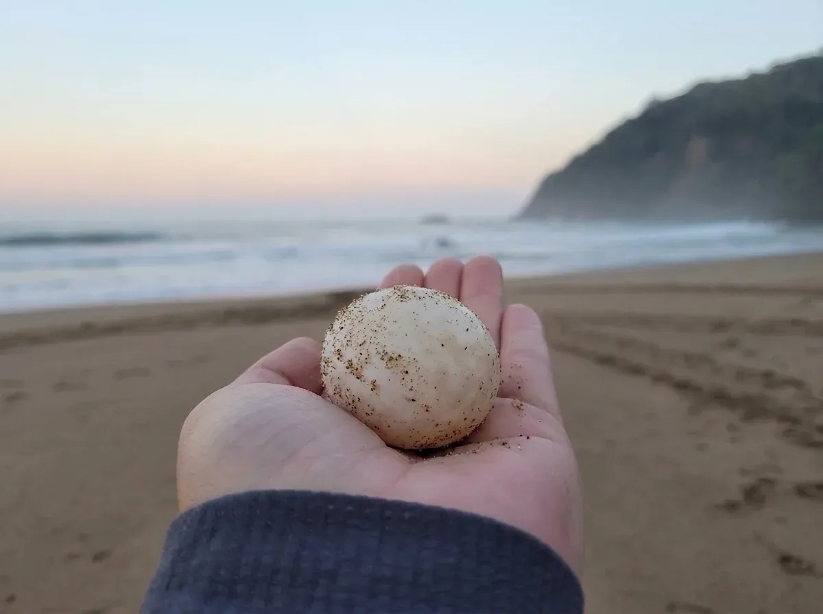 Sea turtle egg at Sukamade beach