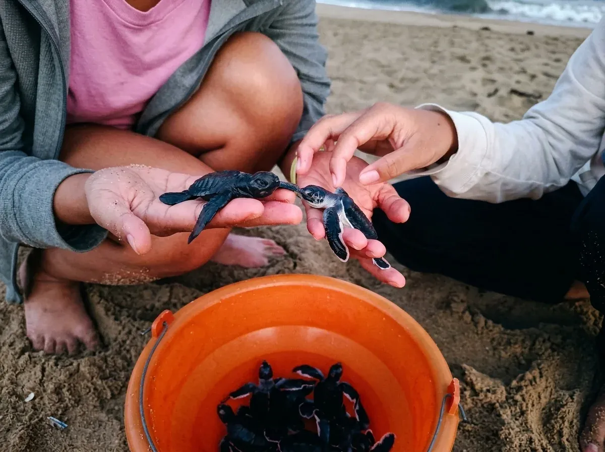 Sea turtle hatchling conservation release at Sukamade