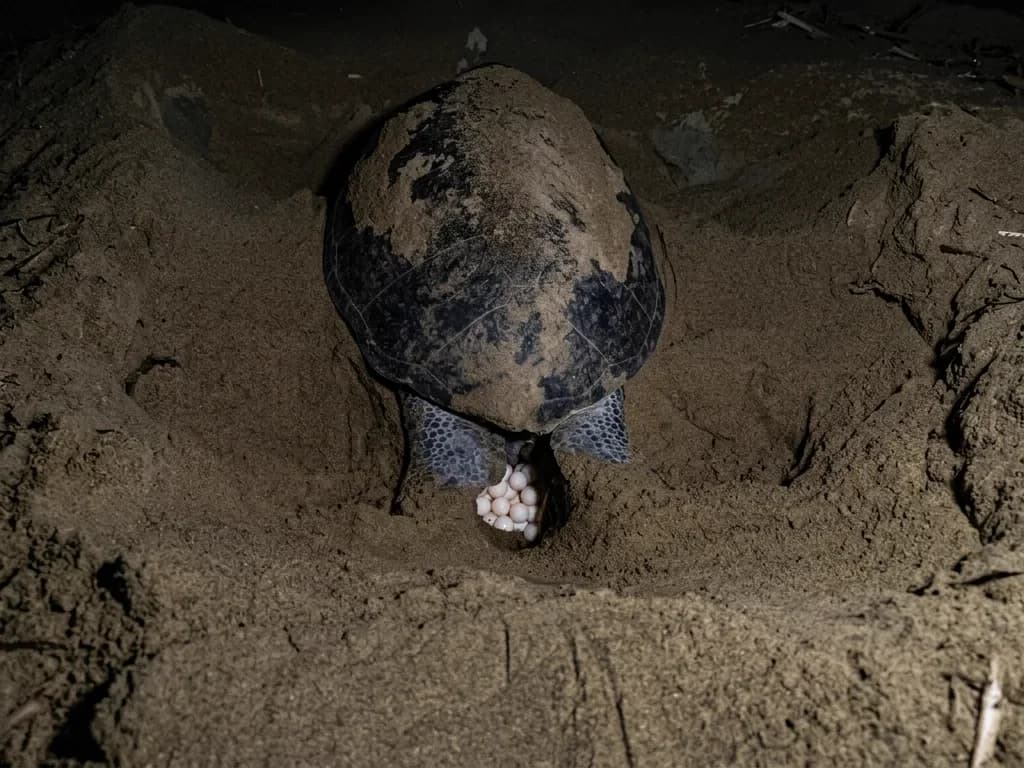 Sea turtle nesting observation patrol at Sukamade
