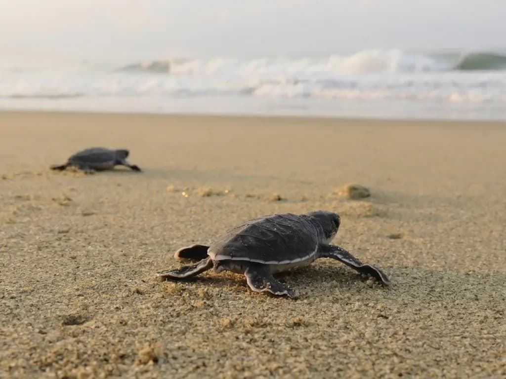 Baby turtle crawling toward the ocean at Sukamade