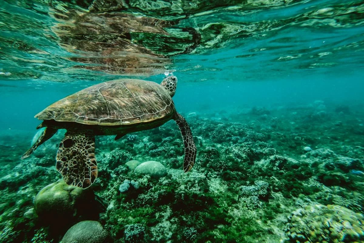 Green sea turtle nesting at Sukamade Beach