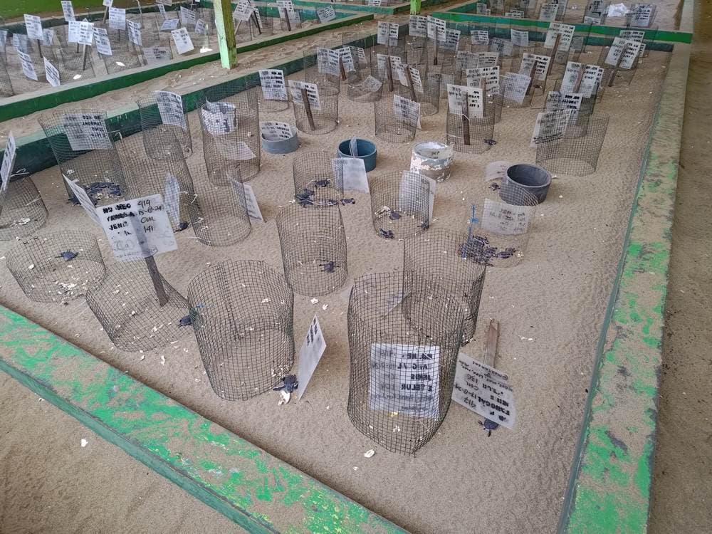 Sukamade turtle hatchery